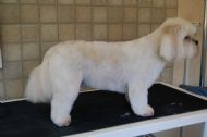 Lhasa Apso - Teddy Trim